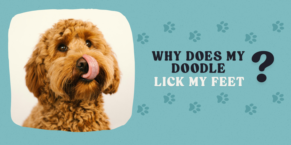 Why Does My Doodle Lick My Feet?