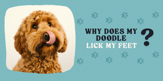 Why Does My Doodle Lick My Feet?