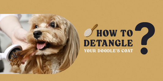 how to detangle your doodle's coat