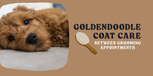 Goldendoodle Coat Care Between Grooming Appointments