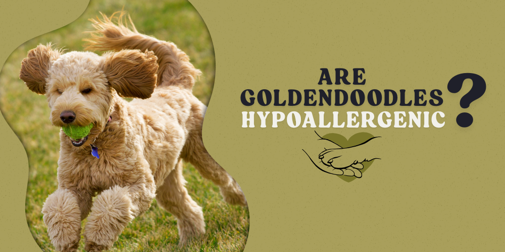 Are Goldendoodle Dogs Hypoallergenic?