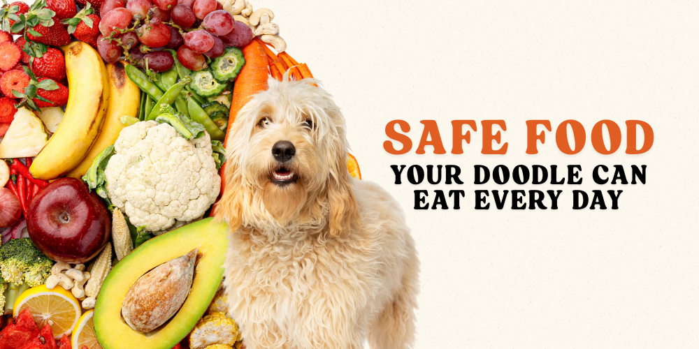 Safe Human Foods Your Doodle Can Eat Every Day