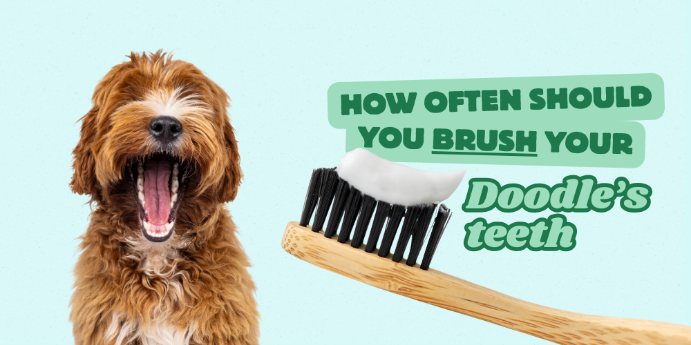 how often should you brush your doodle's teeth