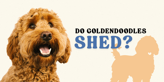 do goldendoodles shed