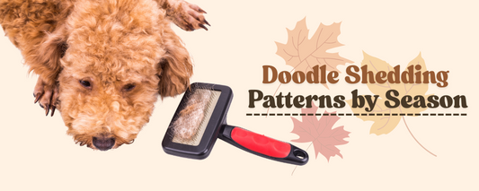 doodle dogs shedding pattern by season