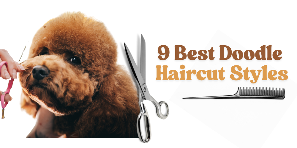 9 best Doodle Haircut Styles