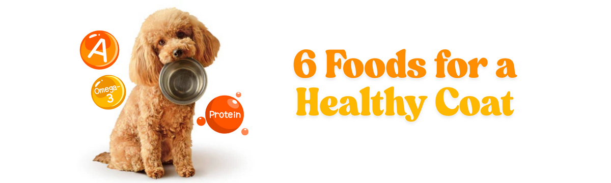 6 Food s for a Healthy Coat and Skin for your Doodle