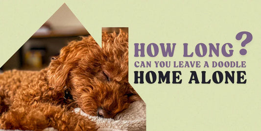 Doodle dog sleeping, how long can you leave a doodle home alone