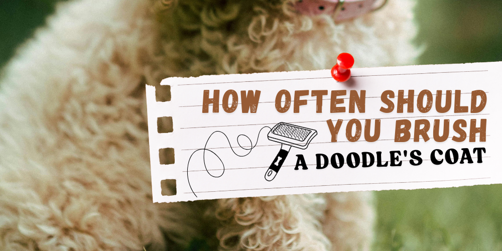 how often you should brush your Doodle's dog coat
