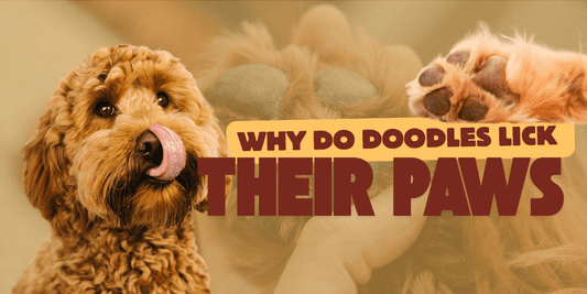 Why Do Doodles Lick Their Paws Constantly
