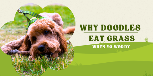 why do doodle dogs eat grass and when to worry