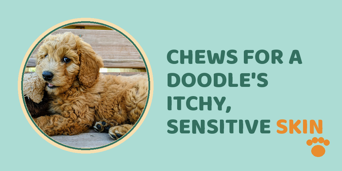 Chews For A Doodle'S Itchy, Sensitive Skin