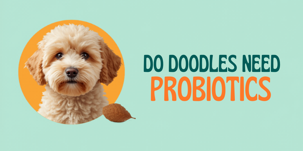 Do Doodles Need Probiotics