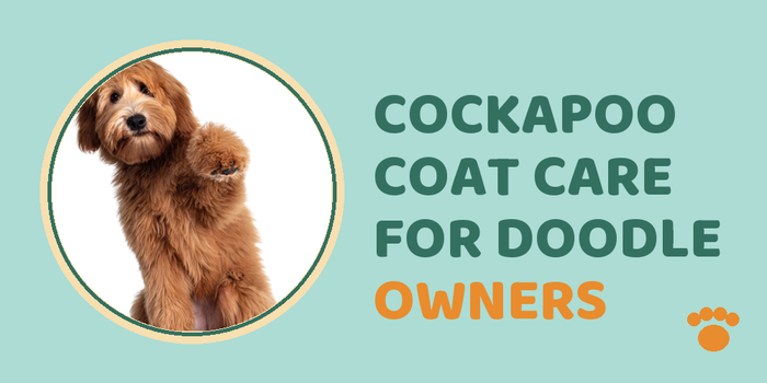 Cockapoo Coat Care For Doodle Owners