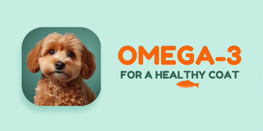 Omega-3 and Salmon Oil for a Doodle Coat