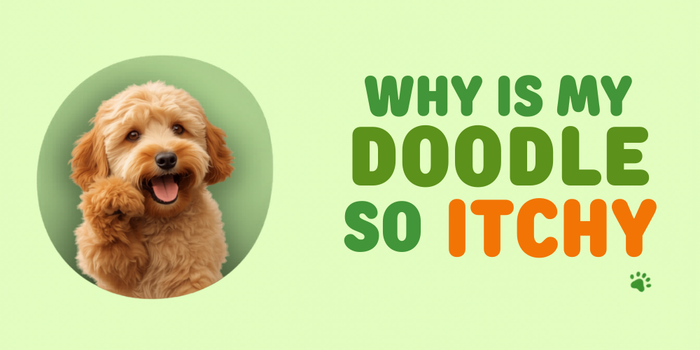 Why Is My Doodle So Itchy