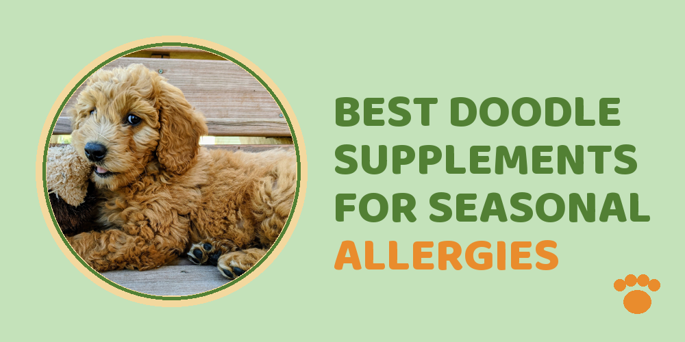 Best Doodle Supplements For Seasonal Allergies