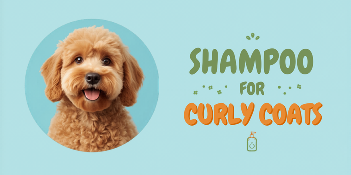 Best Shampoo for a Curly Doodle Coat