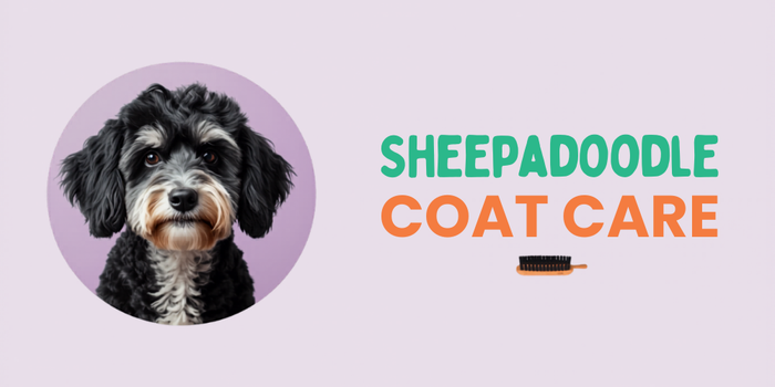 Sheepadoodle Coat Care