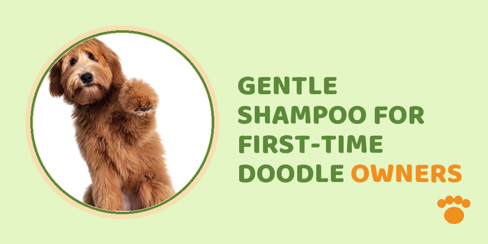 Gentle Shampoo For First-Time Doodle Owners
