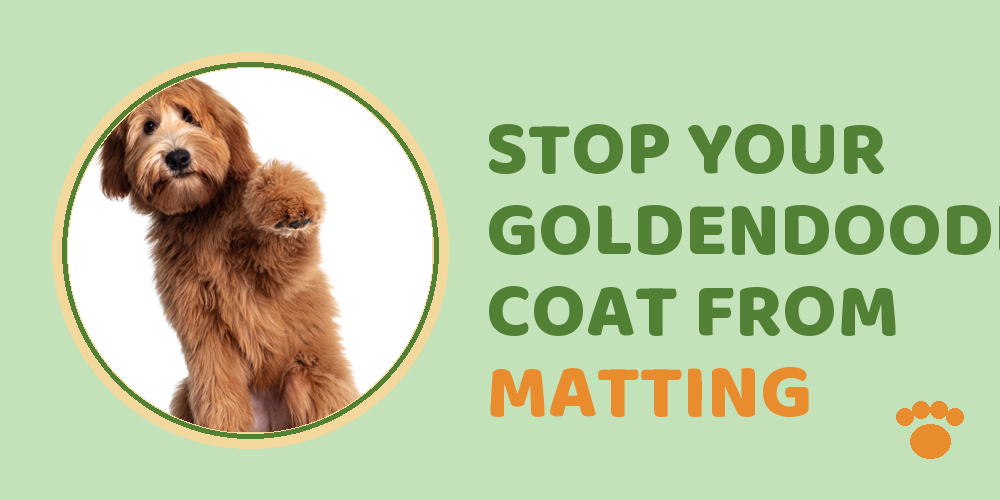 Stop Your Goldendoodle'S Coat From Matting
