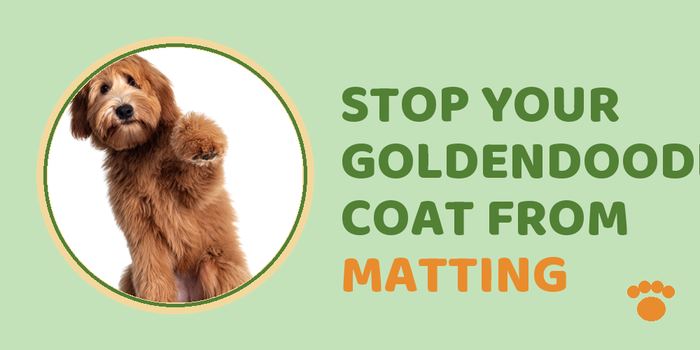 Stop Your Goldendoodle'S Coat From Matting