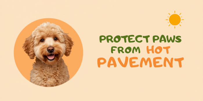 Protect Your Doodle Paws From Hot Pavement