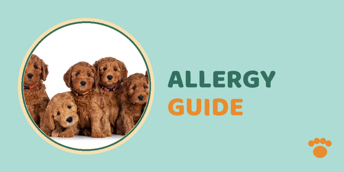 Are Goldendoodles Hypoallergenic