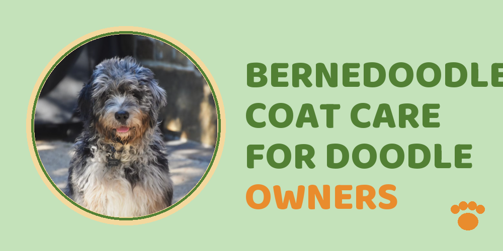 Bernedoodle Coat Care For Doodle Owners