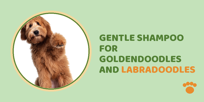 Gentle Shampoo For Goldendoodles And Labradoodles