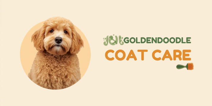 Goldendoodle Coat Care