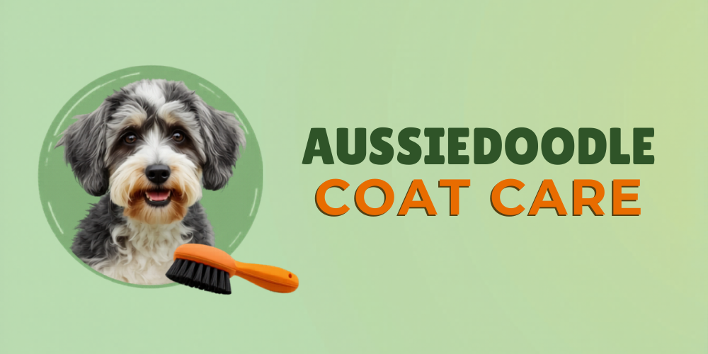Aussiedoodle Coat Care