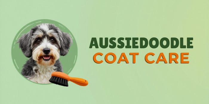 Aussiedoodle Coat Care