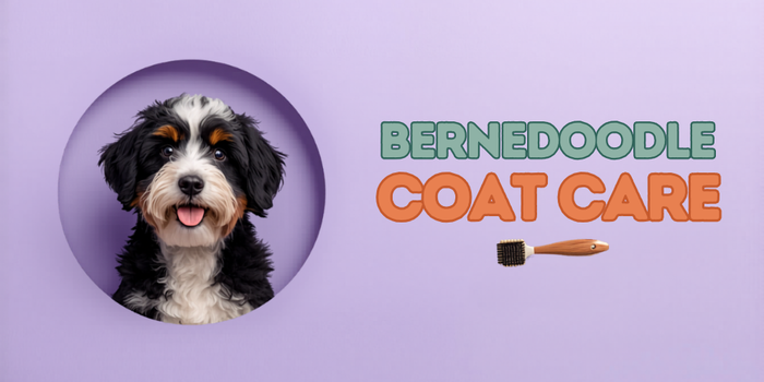 Bernedoodle Coat Care