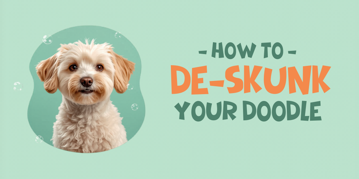 How to De-Skunk Your Doodle