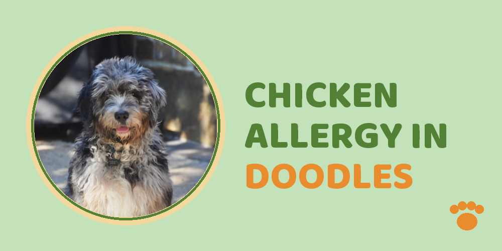 Is Your Doodle Allergic Chicken
