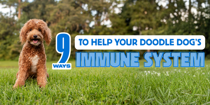 9 Ways to Help Your Doodle Dog’s Immune System