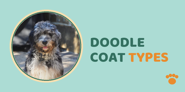 Doodle Coat Types