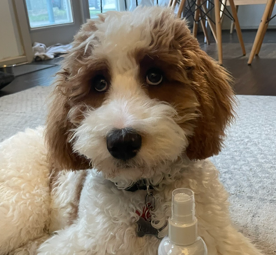 Goldendoodle Coat Care Between Grooming Appointments