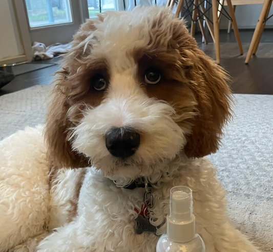 Goldendoodle Coat Care Between Grooming Appointments