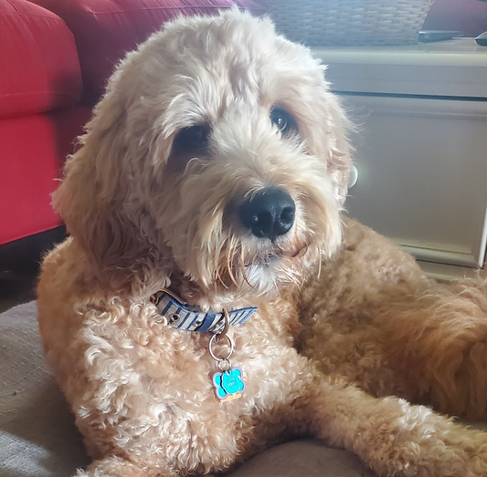 What is a Doodle Dog?