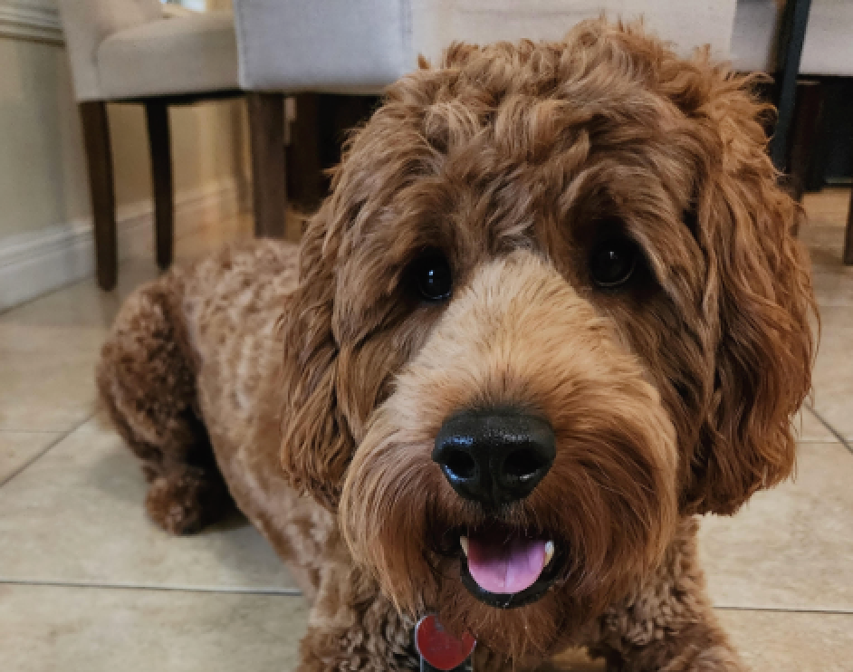 Are Goldendoodles Hypoallergenic?