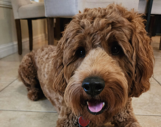 Are Goldendoodles Hypoallergenic?