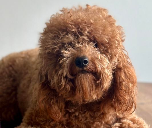 Do Goldendoodles Shed?