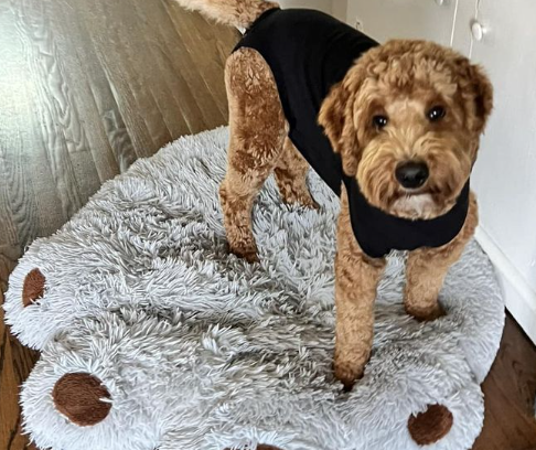 5 Best Dog Beds for Doodles