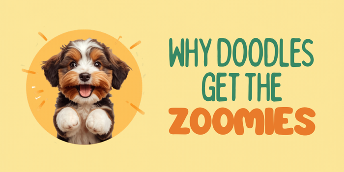 Why Do Doodles Get the Zoomies