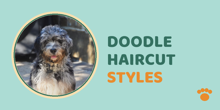 Best Doodle Haircut Styles