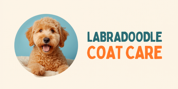 Labradoodle Coat Care