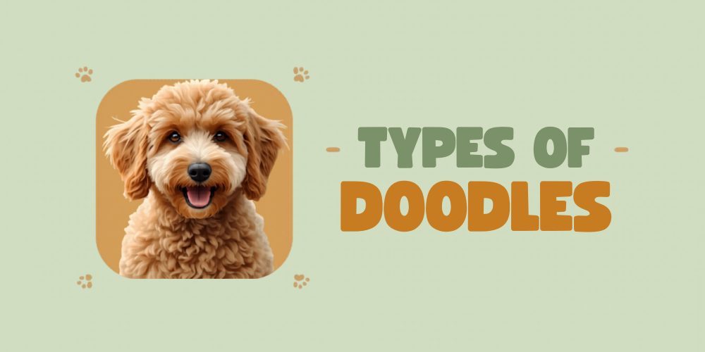 Types of Doodles