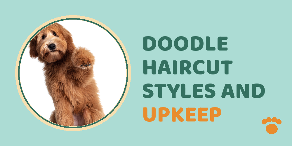 Doodle haircut styles and upkeep